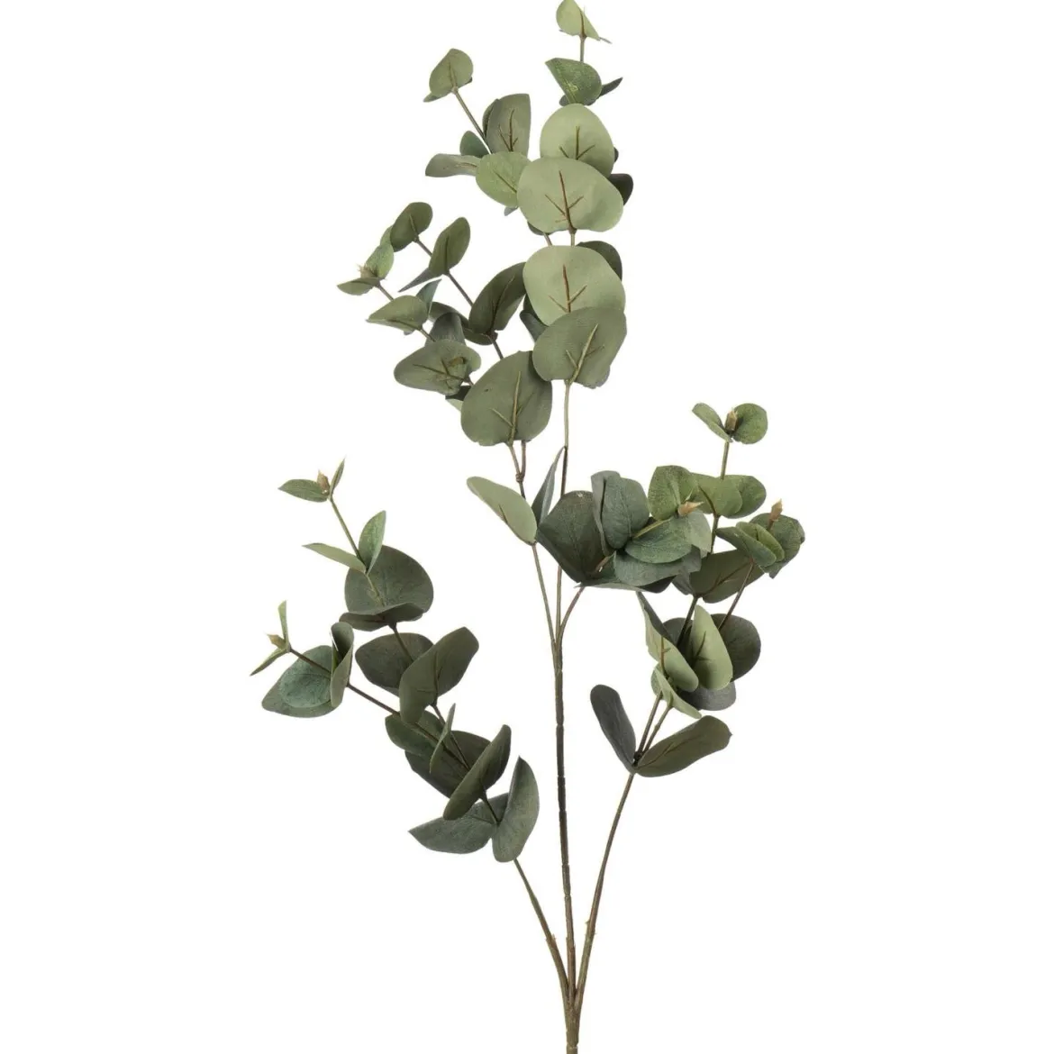 Gren Eucalyptus