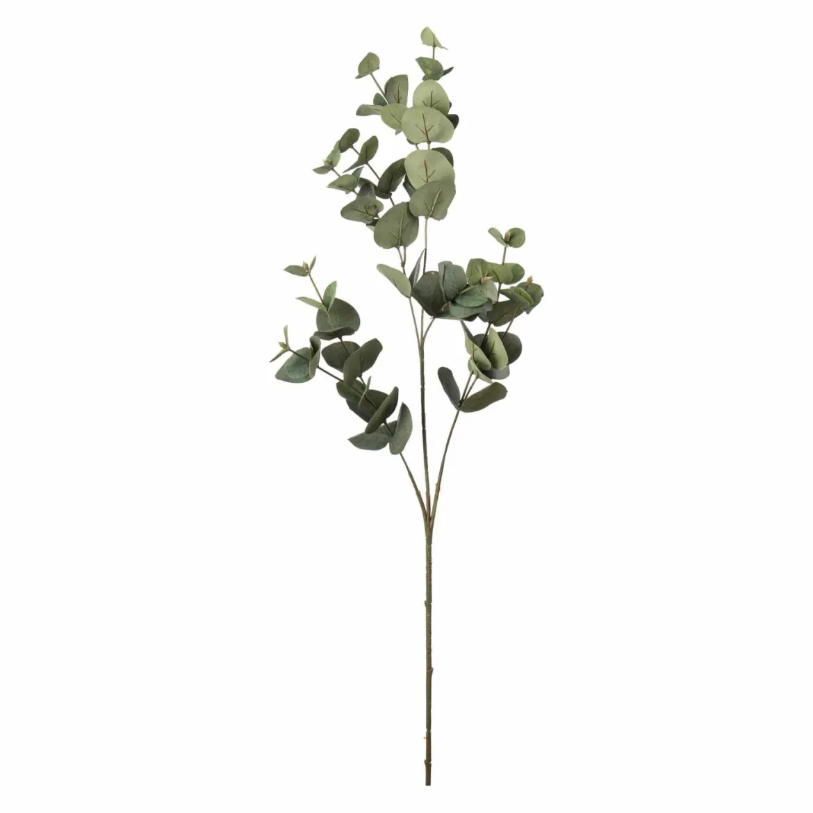 Gren Eucalyptus