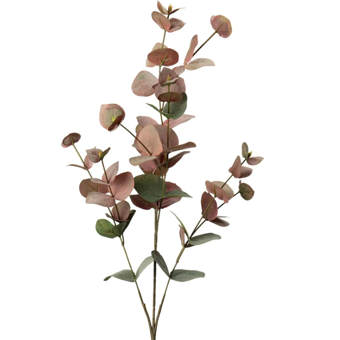 Gren Eucalyptus
