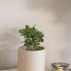 Plante Kløver 22cm