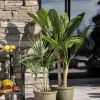 Plante Kwai palme 130 cm