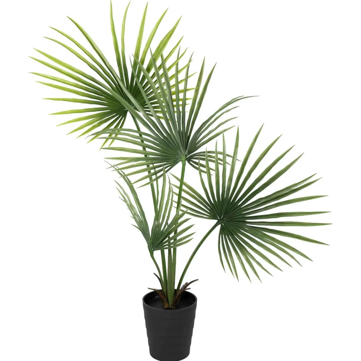 Plante Kwai palme 130 cm