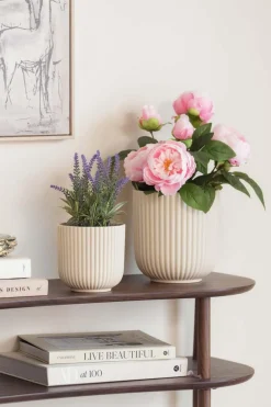 Plante Lavendel H 23 cm