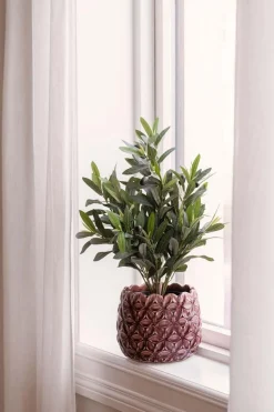 Plante Oliventre 50cm