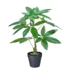 Plante Pachira 52cm