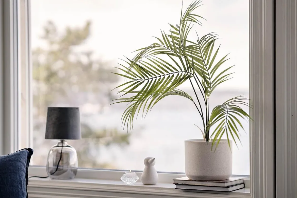 Plante Palme liten