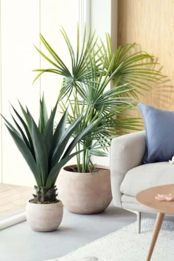 Plante Sisal 90cm