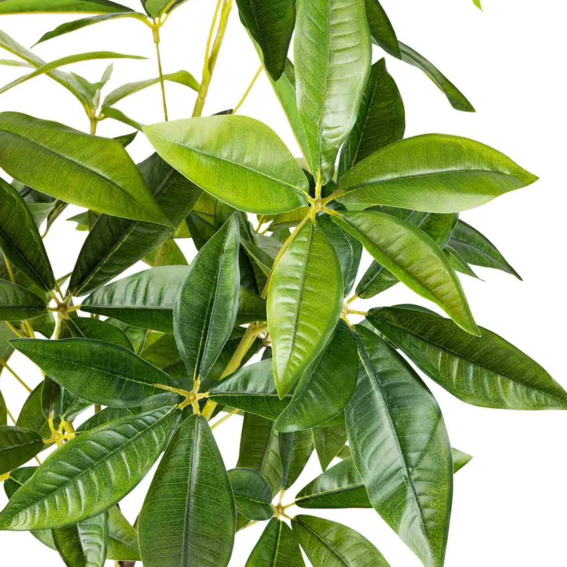 Plante Tre 115 cm