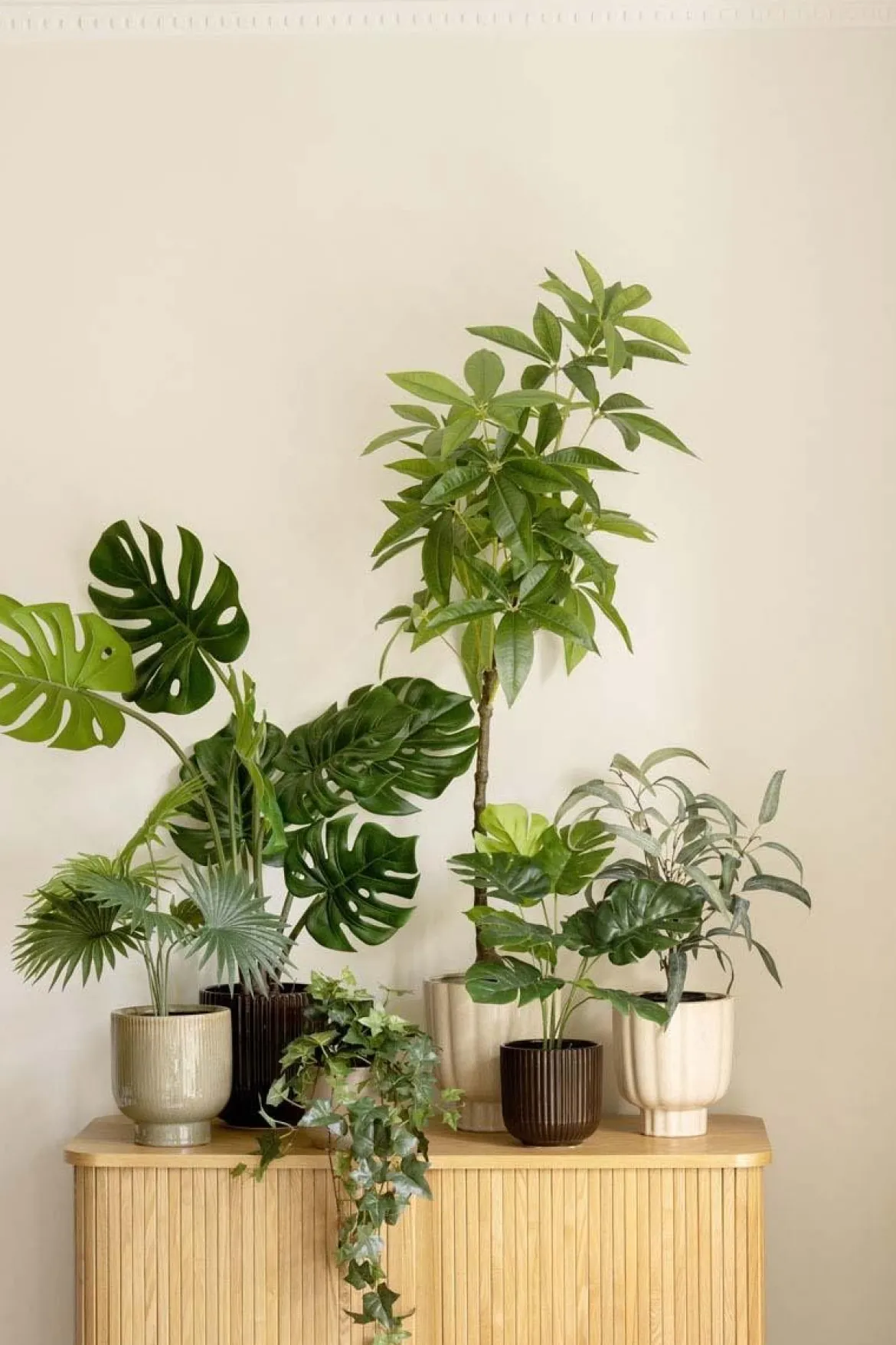 Plante Tre 115 cm