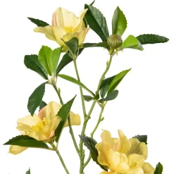 Stilkblomst Clematis 83cm