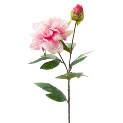 Stilkblomst Peon 70 cm