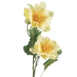 Stilkblomst Ranunkel 69 cm