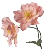 Stilkblomst Ranunkel 69 cm fersken